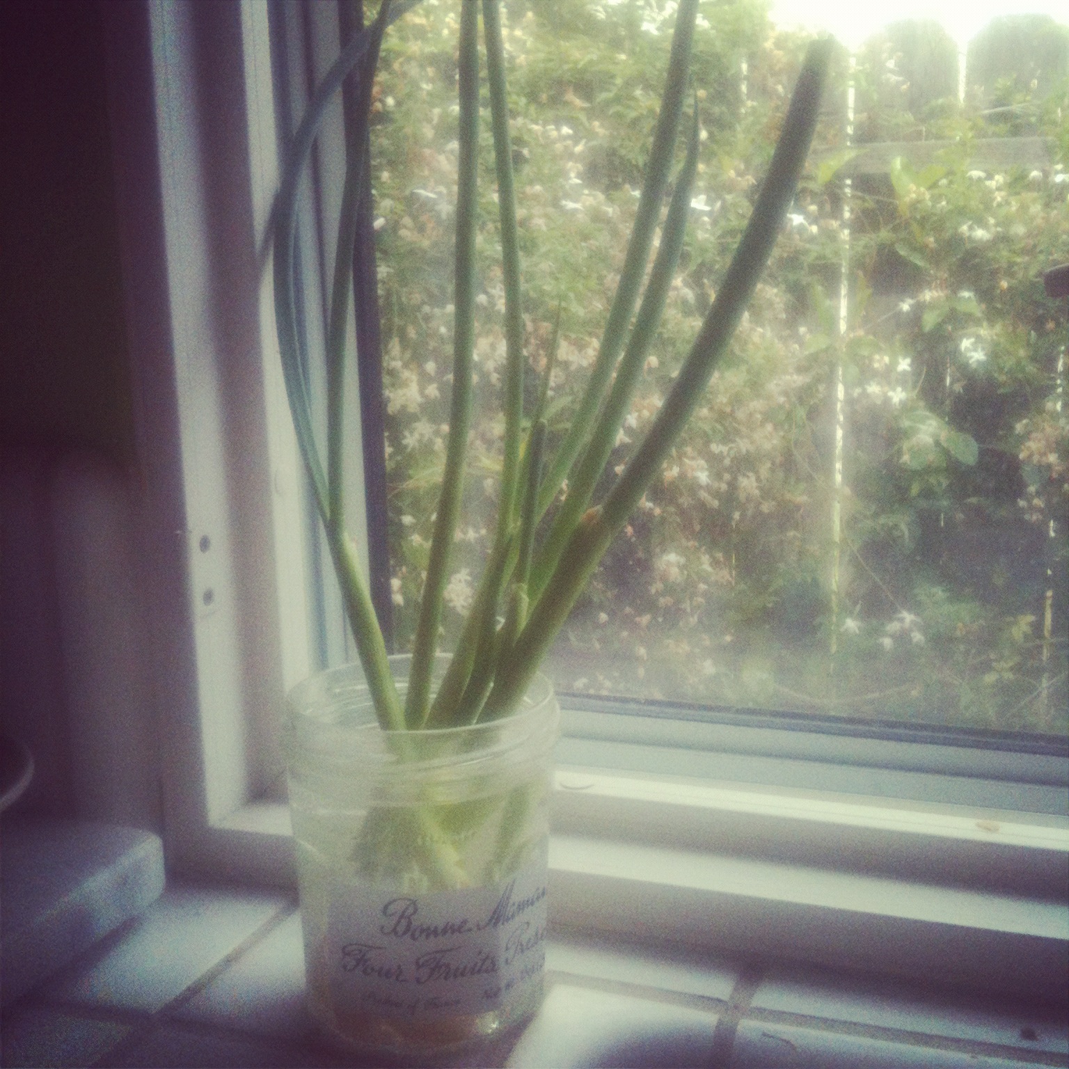 window chives